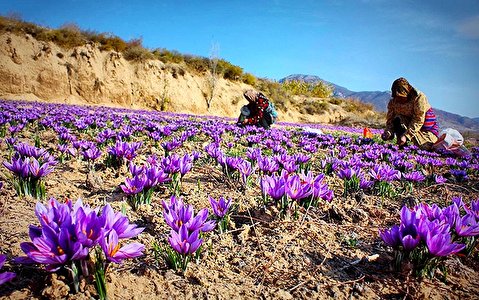 مشارکت زعفران‌کاران زیرکوه در فیض توسعه عتبات